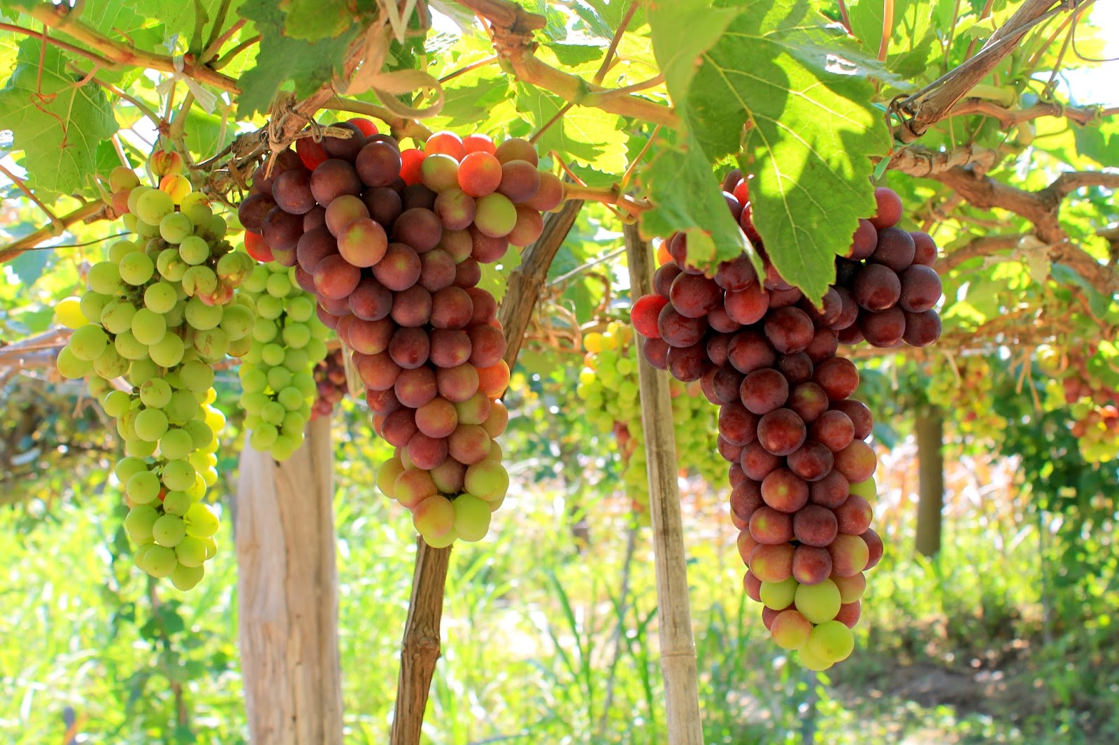 VĨNH HY – HANG RÁI – VƯỜN NHO – ĐỒNG CỪU